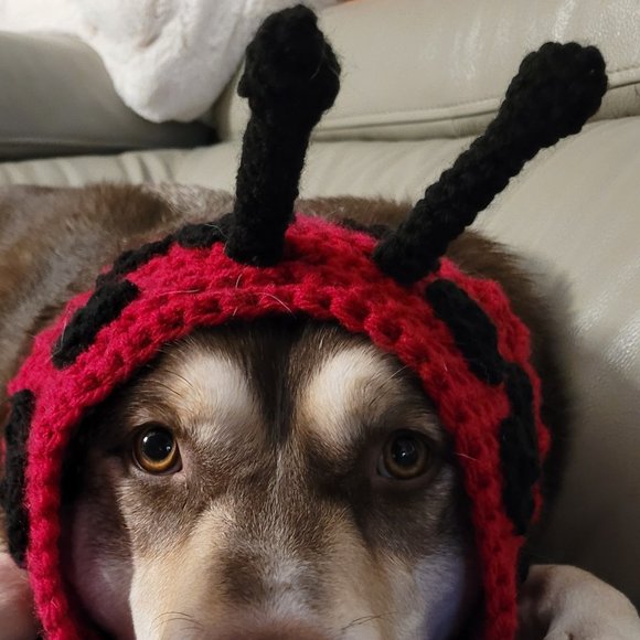 Crochet Lady Bug Dog Hat - Picture 1 of 1